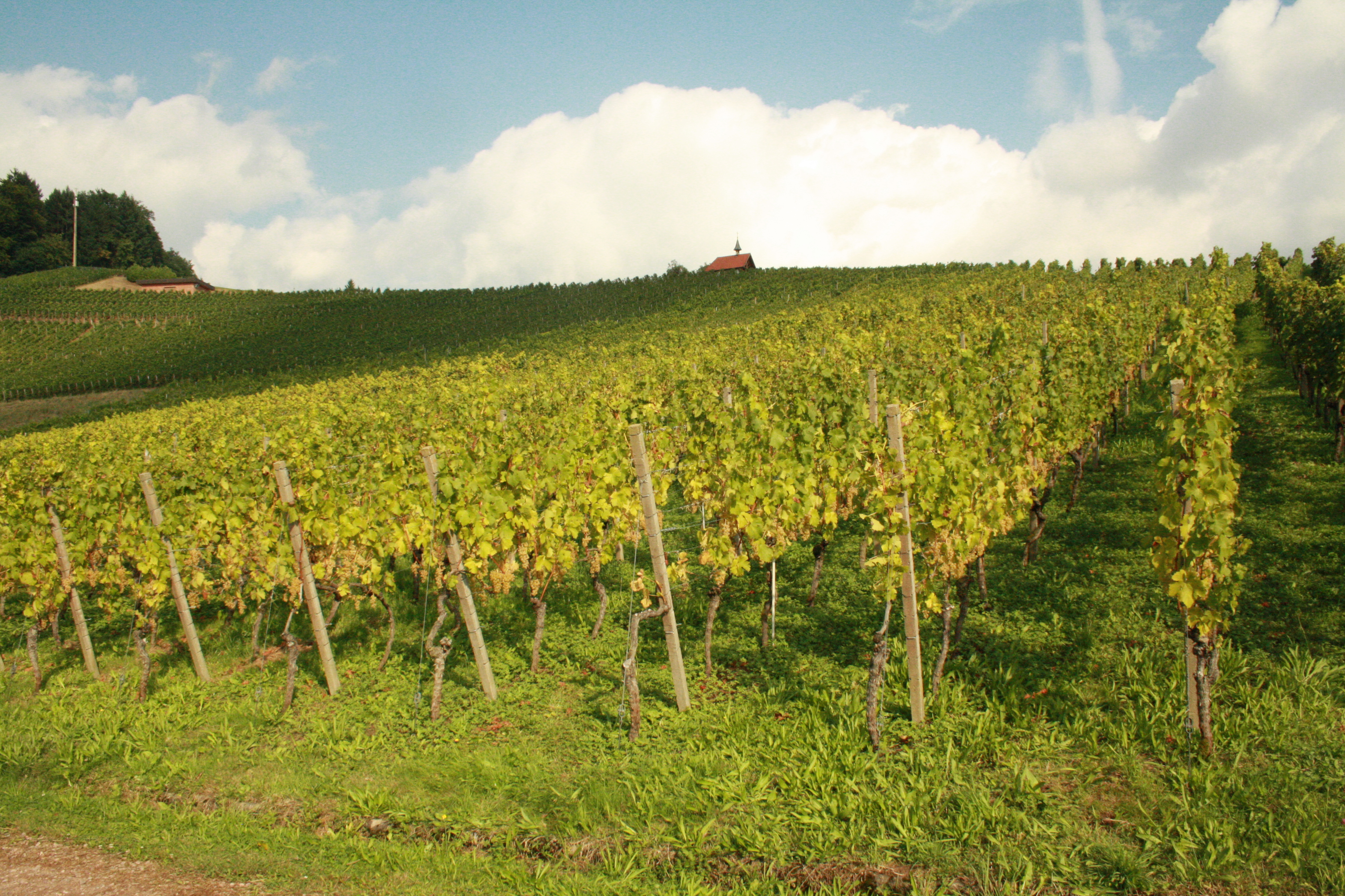 Müller Weinberg