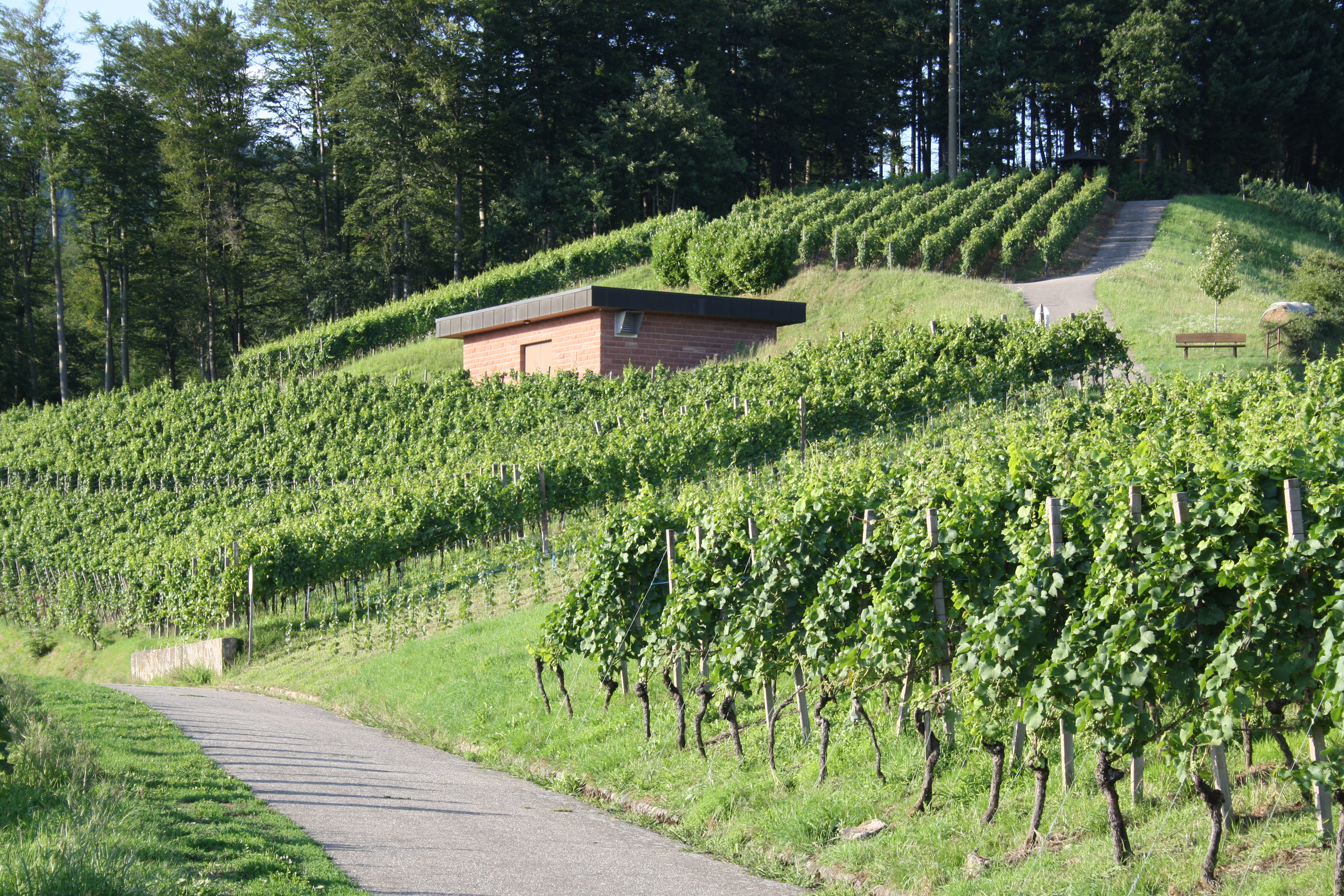 Ruländer Weinberg
